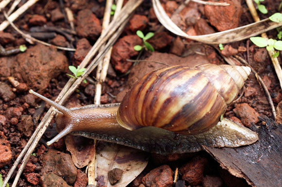 Lissachatina fulica